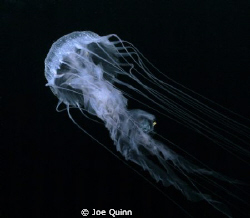 Jelly in mid water by Joe Quinn 